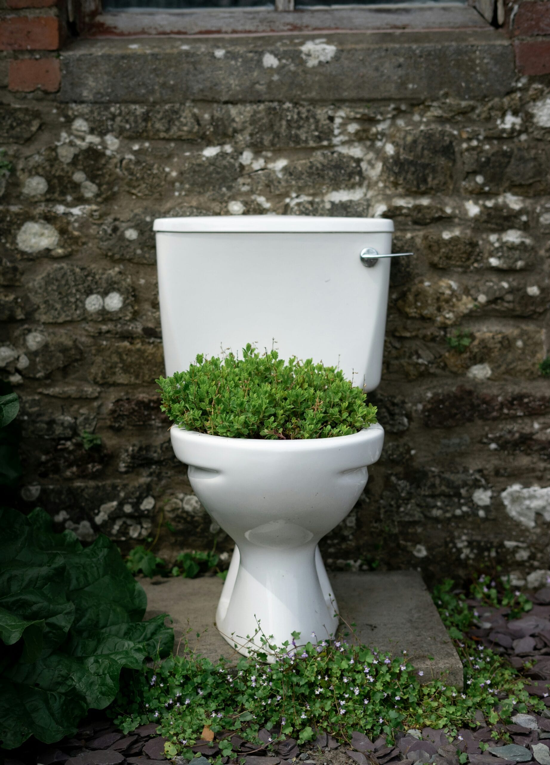 Toilet placeret udendørs og omdannet til plantekasse med grøn beplantning. JAC Kloakservice hjælper med vedligeholdelse af toiletter, afløb og kloaksystemer for at sikre problemfri bortledning af spildevand.